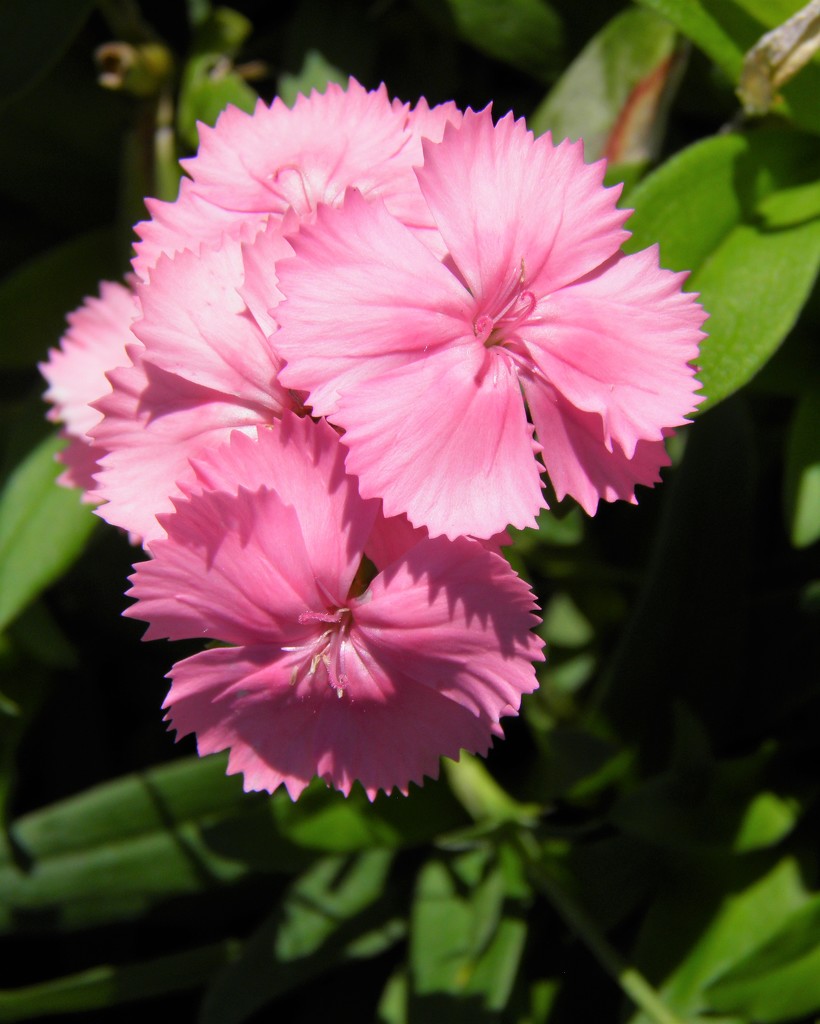 July 28 - Dianthus by daisymiller
