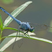 Thank Goodness for Dragonflies by milaniet