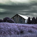 Get Pushed Infrared by farmreporter