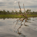 Kakadu-Yellow Water by gosia