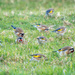 Flock of Goldfinches by yorkshirekiwi