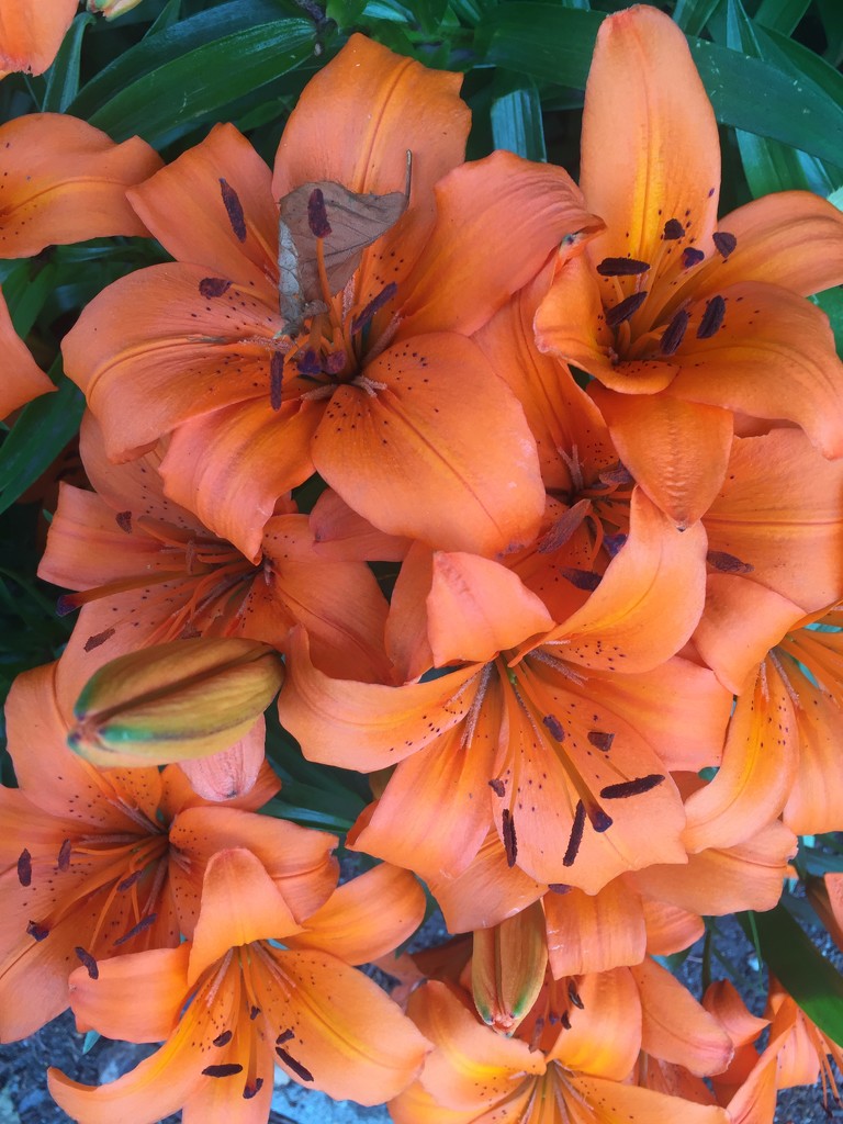 tiger lilies  by jshewman