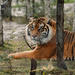 tiger by ulla