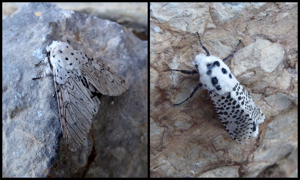 Moths of the Picos de Europa 7 Lesser Puss Moth and Leopard Moth by steveandkerry