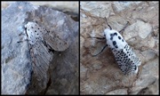 29th Jul 2018 - Moths of the Picos de Europa 7 Lesser Puss Moth and Leopard Moth