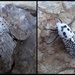 Moths of the Picos de Europa 7 Lesser Puss Moth and Leopard Moth by steveandkerry