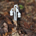 Day 206: Indian Pipes - My favorite plant in the woods.... by jeanniec57