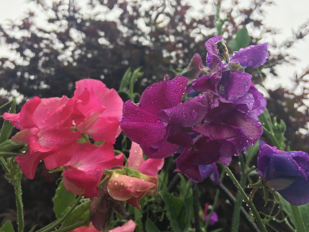 Sweetpeas by 365projectmaxine