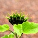 less obvious sunflower by christophercox