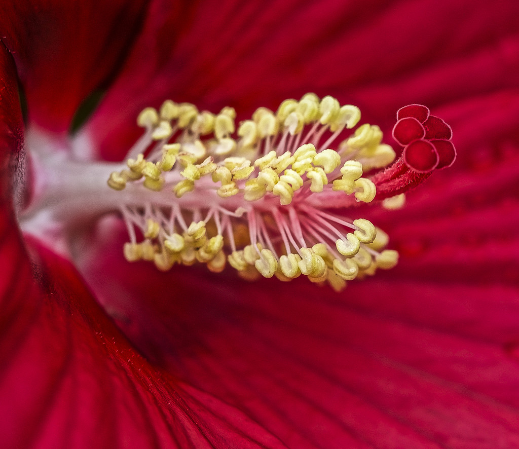 Structure Of Hibiscus by tonygig