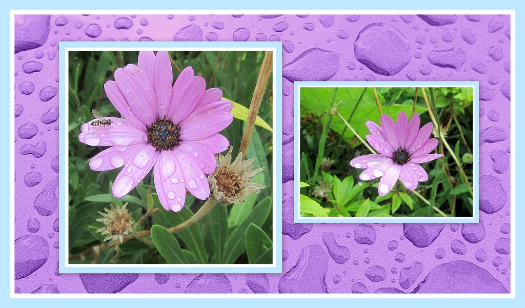 Raindrops and Osteospermum daisies. by grace55