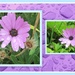 Raindrops and Osteospermum daisies. by grace55