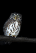 29th Jul 2018 - Ferruginous pygmy owl