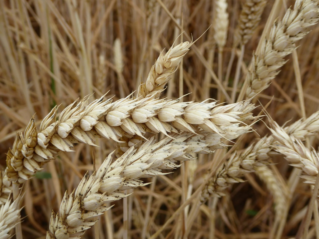 Field of Wheat by cmp