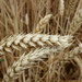 Field of Wheat by cmp
