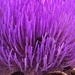 Globe Artichoke Flower by cataylor41