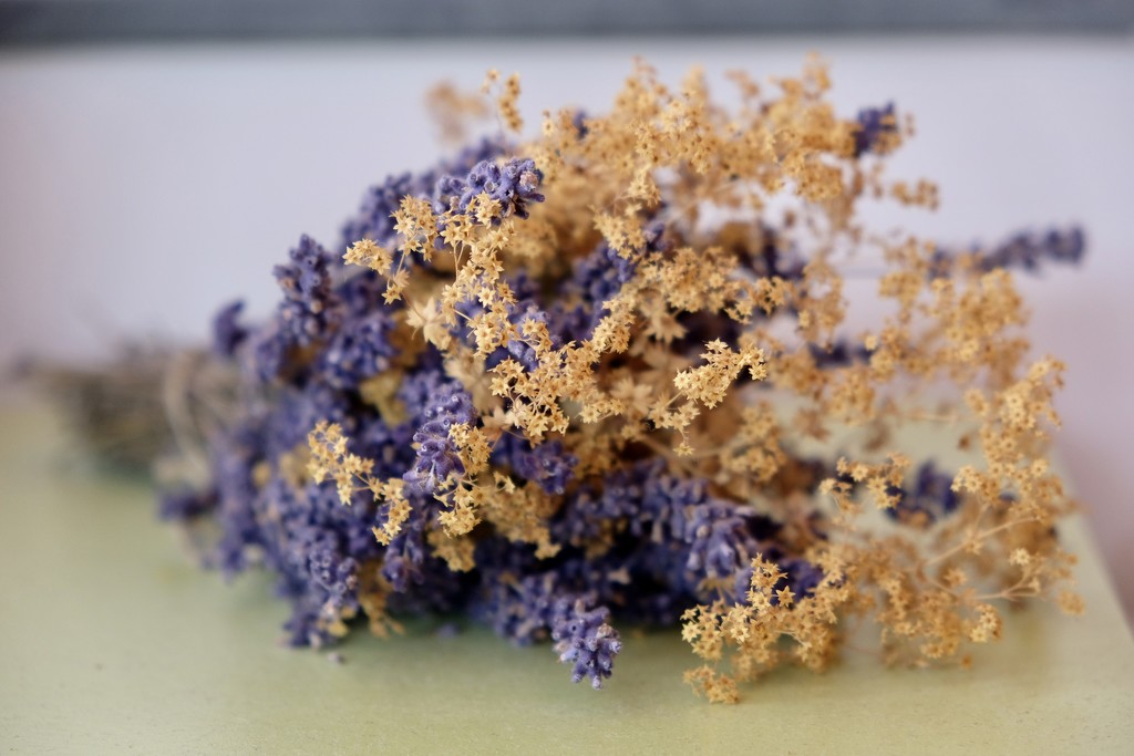 Dried flowers by vincent24