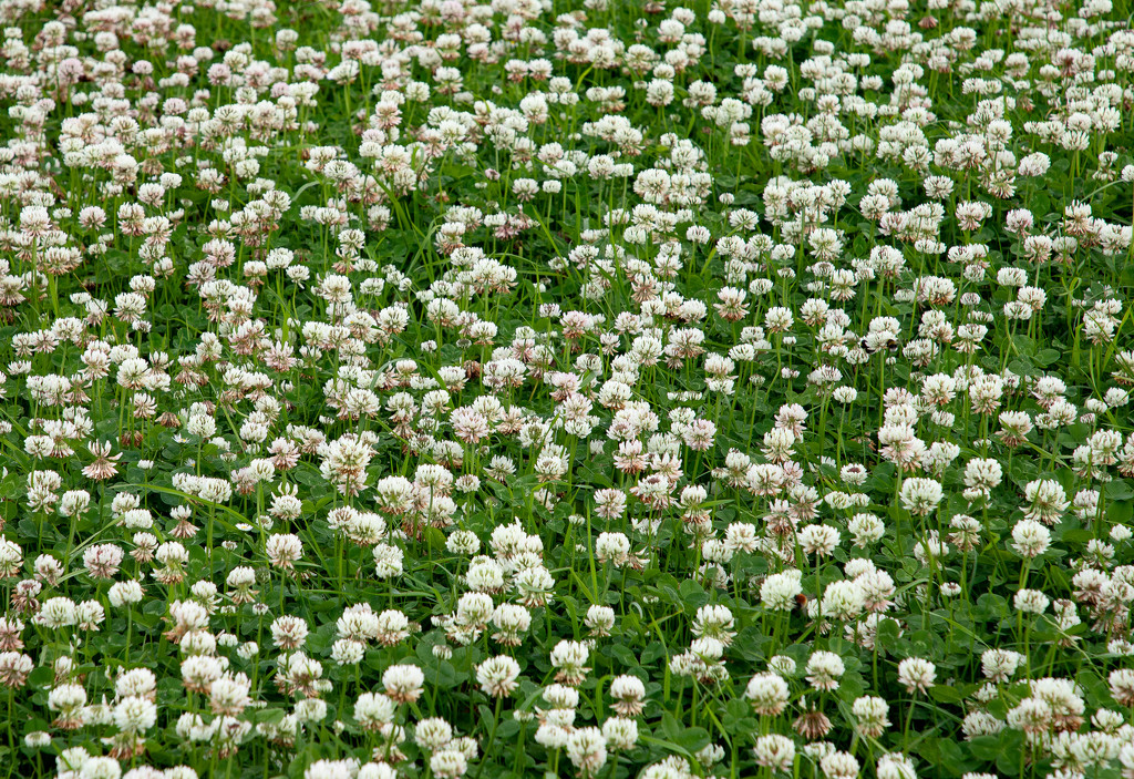 Clover by lifeat60degrees