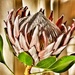 King protea by eleanor