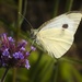 Cabbage white by helenhall