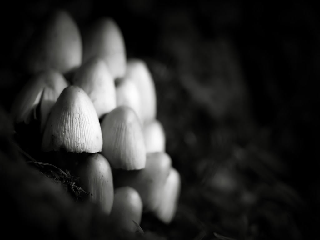 shrooms... by northy