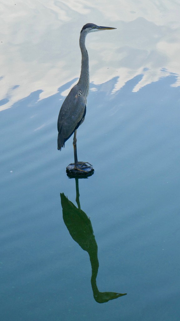 Blue Heron on Lake  in Atlanta's Piedmont Park by swagman