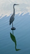 28th Jul 2018 - Blue Heron on Lake  in Atlanta's Piedmont Park
