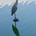 Blue Heron on Lake  in Atlanta's Piedmont Park by swagman