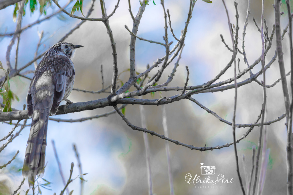 wattlebird early morning by ulla