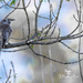 wattlebird early morning by ulla