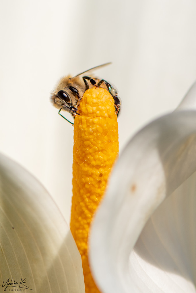 Balancing Bee by yorkshirekiwi