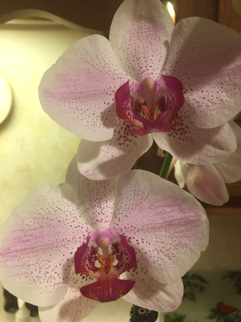 Dad’s orchid is blooming  by kchuk