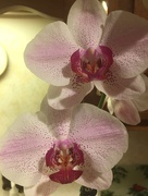 28th Jul 2018 - Dad’s orchid is blooming 