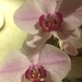 Dad’s orchid is blooming  by kchuk