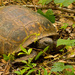 Gopher Tortoise, Keeping an Eye on Me! by rickster549