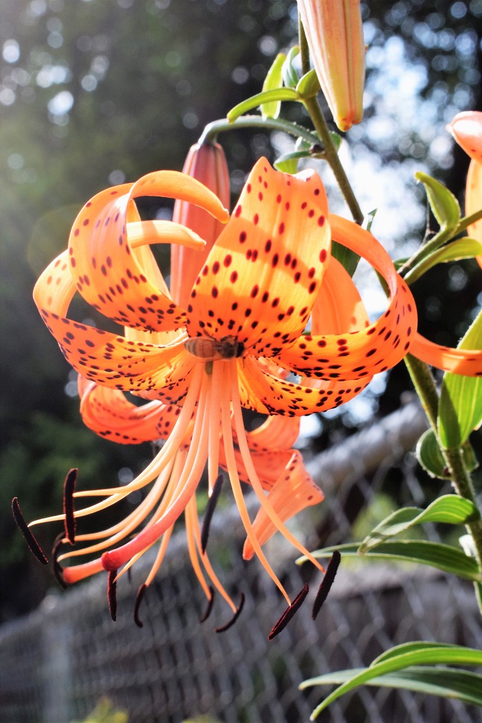 Tiger lily by sandlily