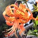 Tiger lily by sandlily