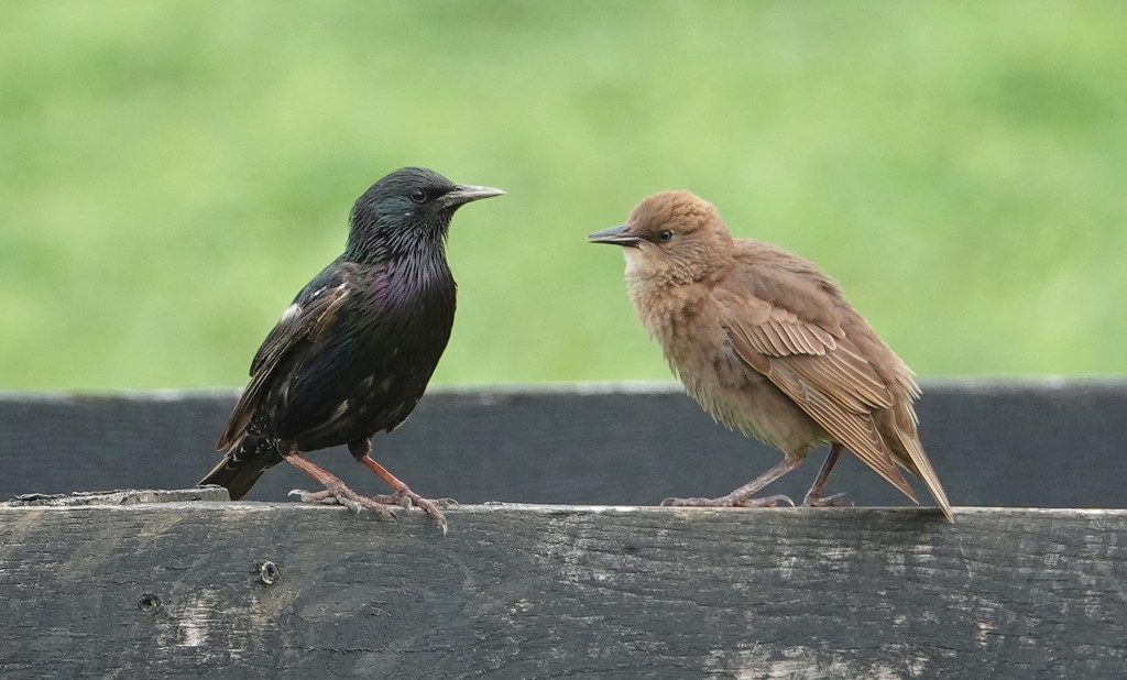 Starling and its offspring by annepann
