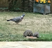 29th Jul 2018 - Two hedgehogs and a pigeon...