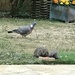 Two hedgehogs and a pigeon... by anne2013