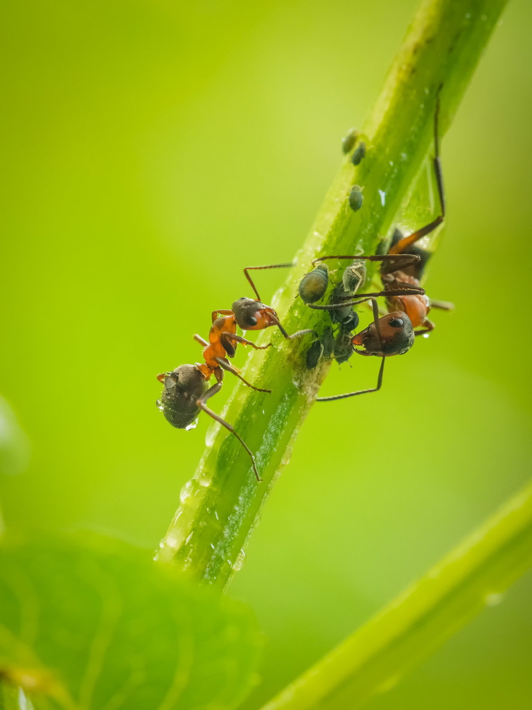 Ants and aphids by haskar