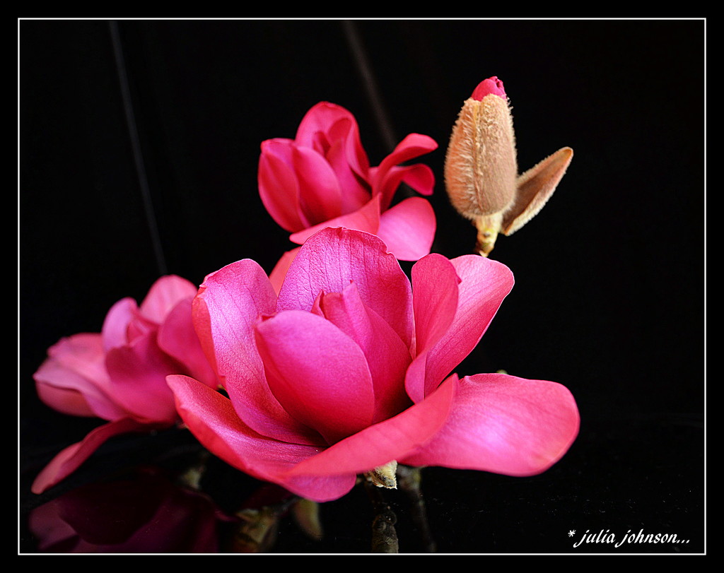 Magnolia Vulcan .. Wide angle by julzmaioro