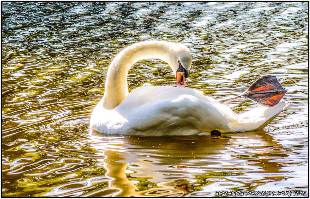 On Golden pond by stuart46