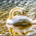 On Golden pond by stuart46