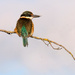 I just love kingfishers! by maureenpp