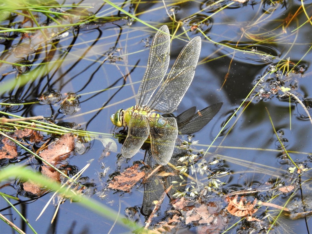  Dragonfly Laying Eggs  by susiemc