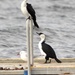 Seagull,  Little Pied Cormorant, and Black-faced Cormorant by kgolab
