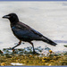 Crow In A Hurry by carolmw