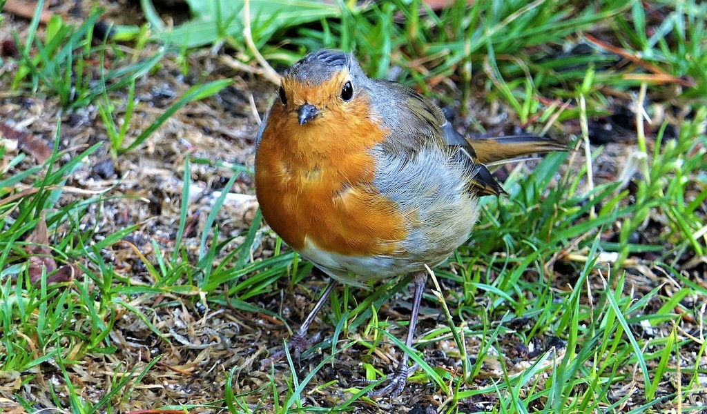 Friendly Robin by carole_sandford