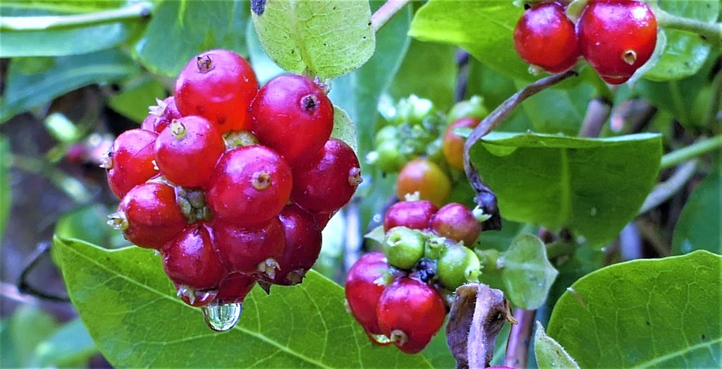 Berries in the Rain by carole_sandford